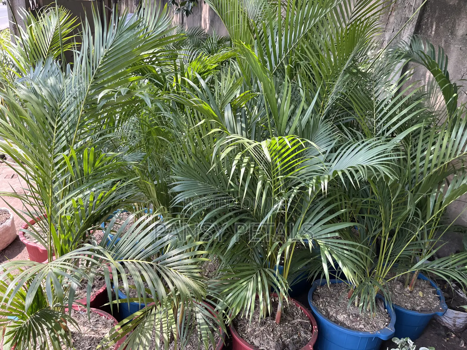 Cane Palm for Sale