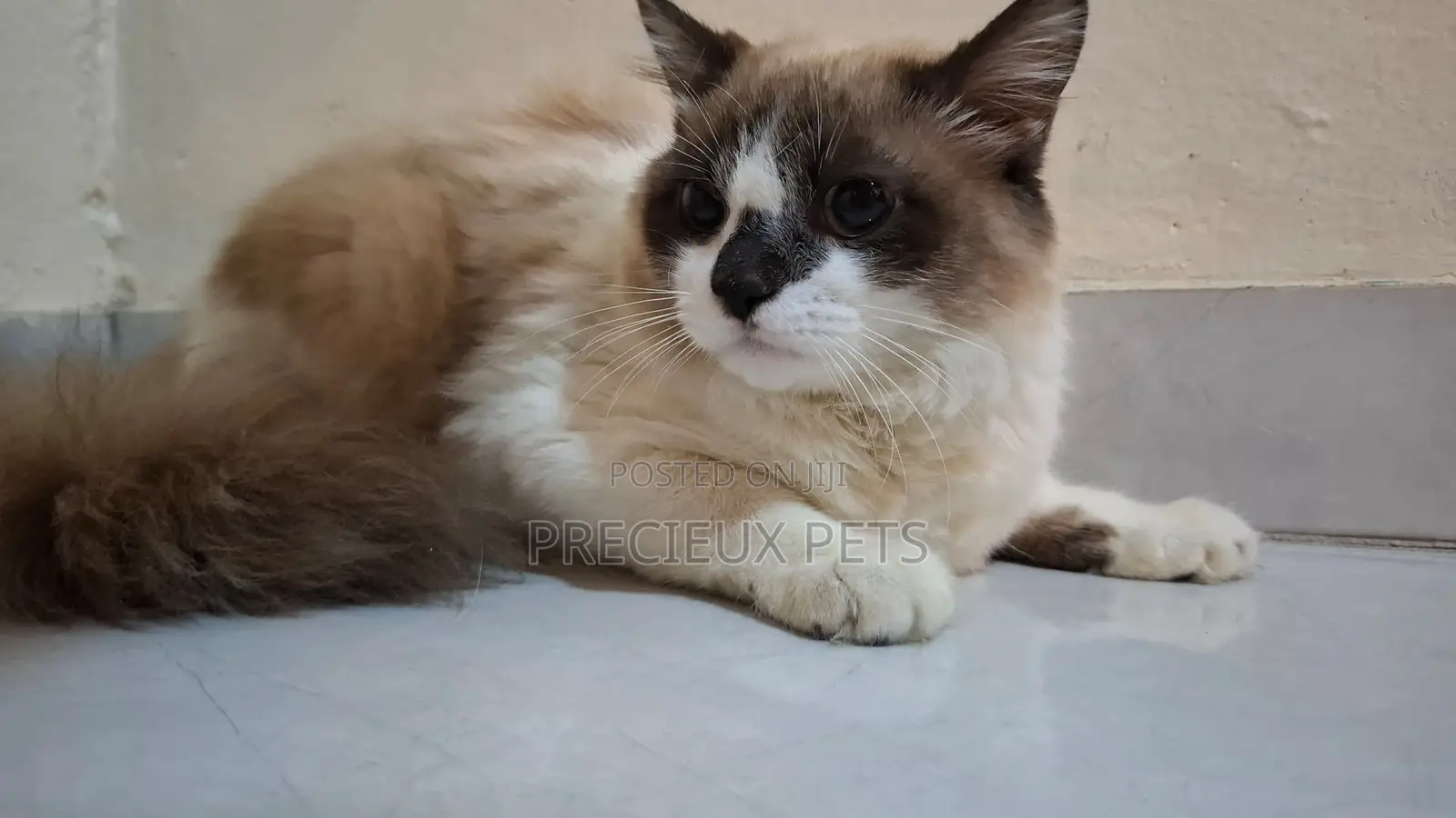 3-6 months Female Purebred Ragdoll