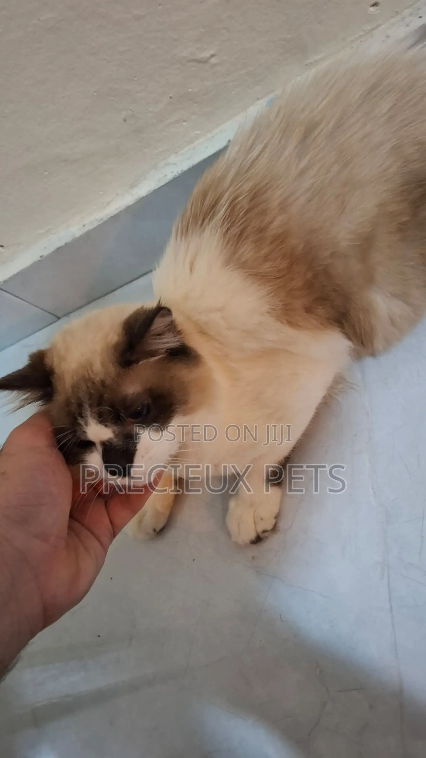 3-6 months Female Purebred Ragdoll