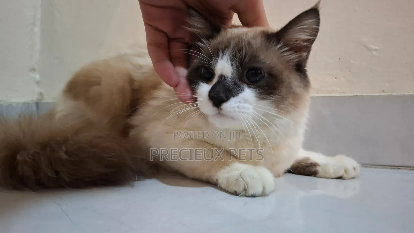 3-6 months Female Purebred Ragdoll