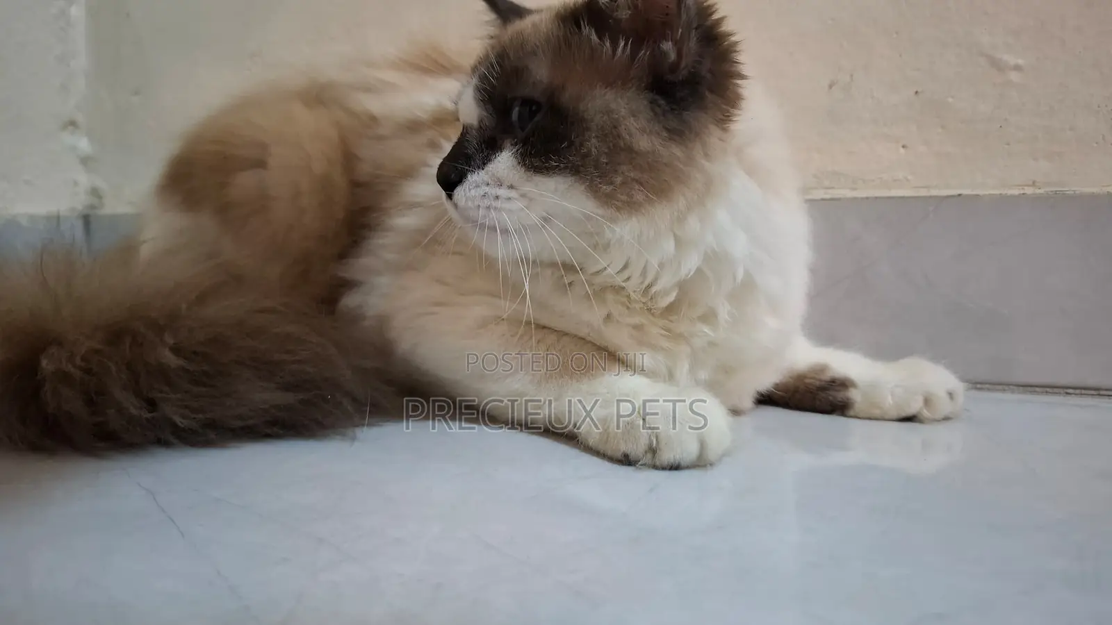 3-6 months Female Purebred Ragdoll