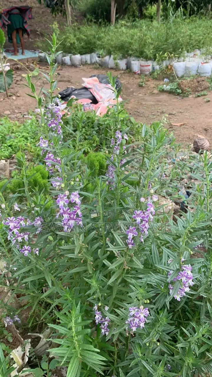 Tortoise Lavender Plant for Sale