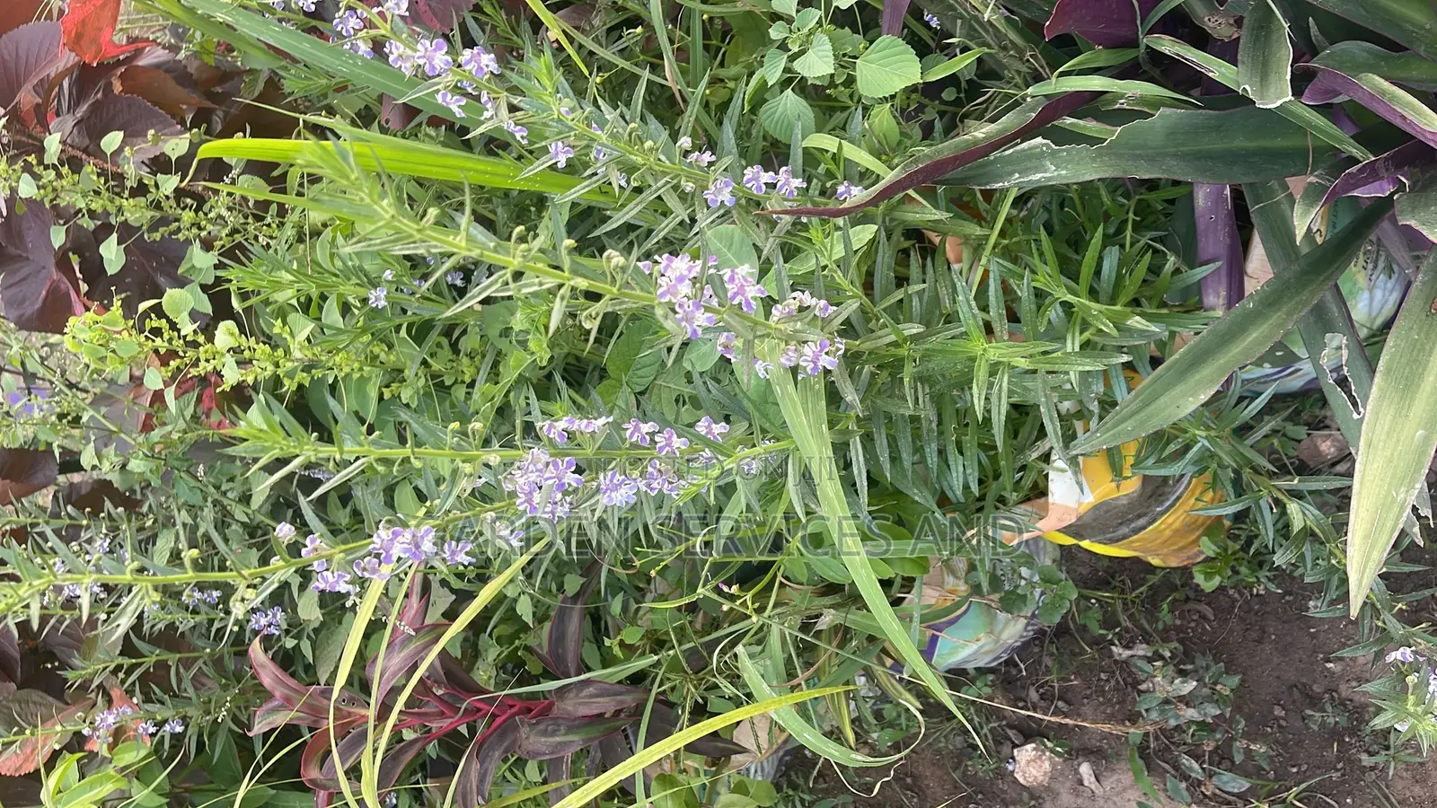 Tortoise Lavender Plant for Sale