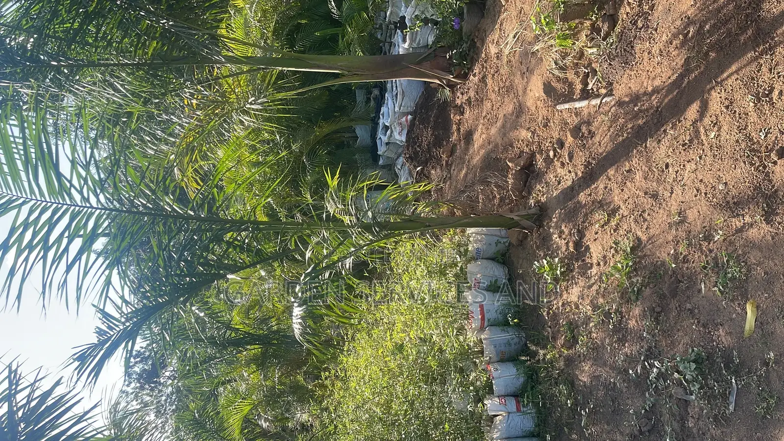 Royal Palm