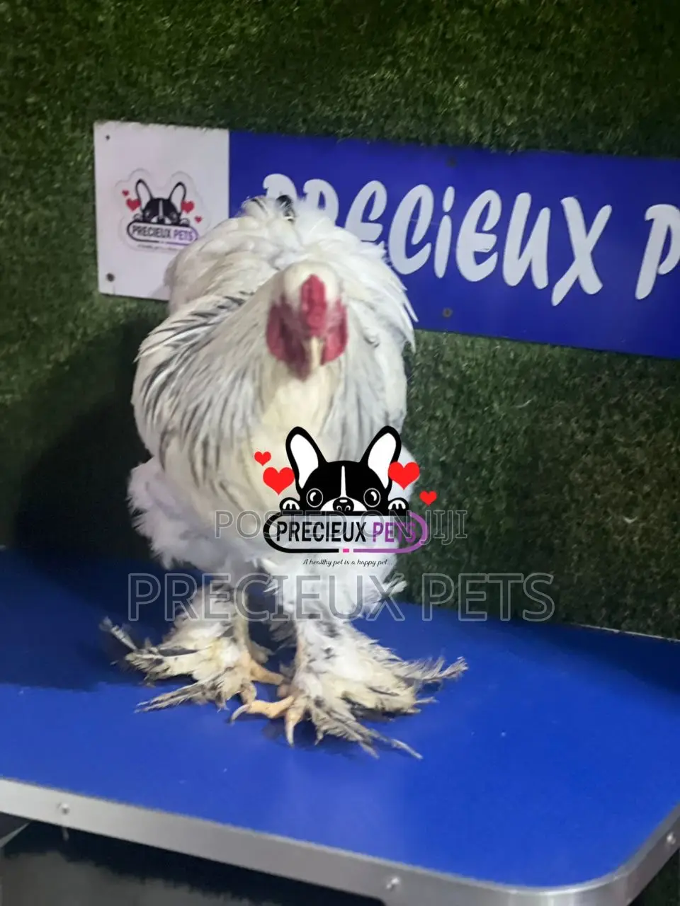Male Brahma Chicken