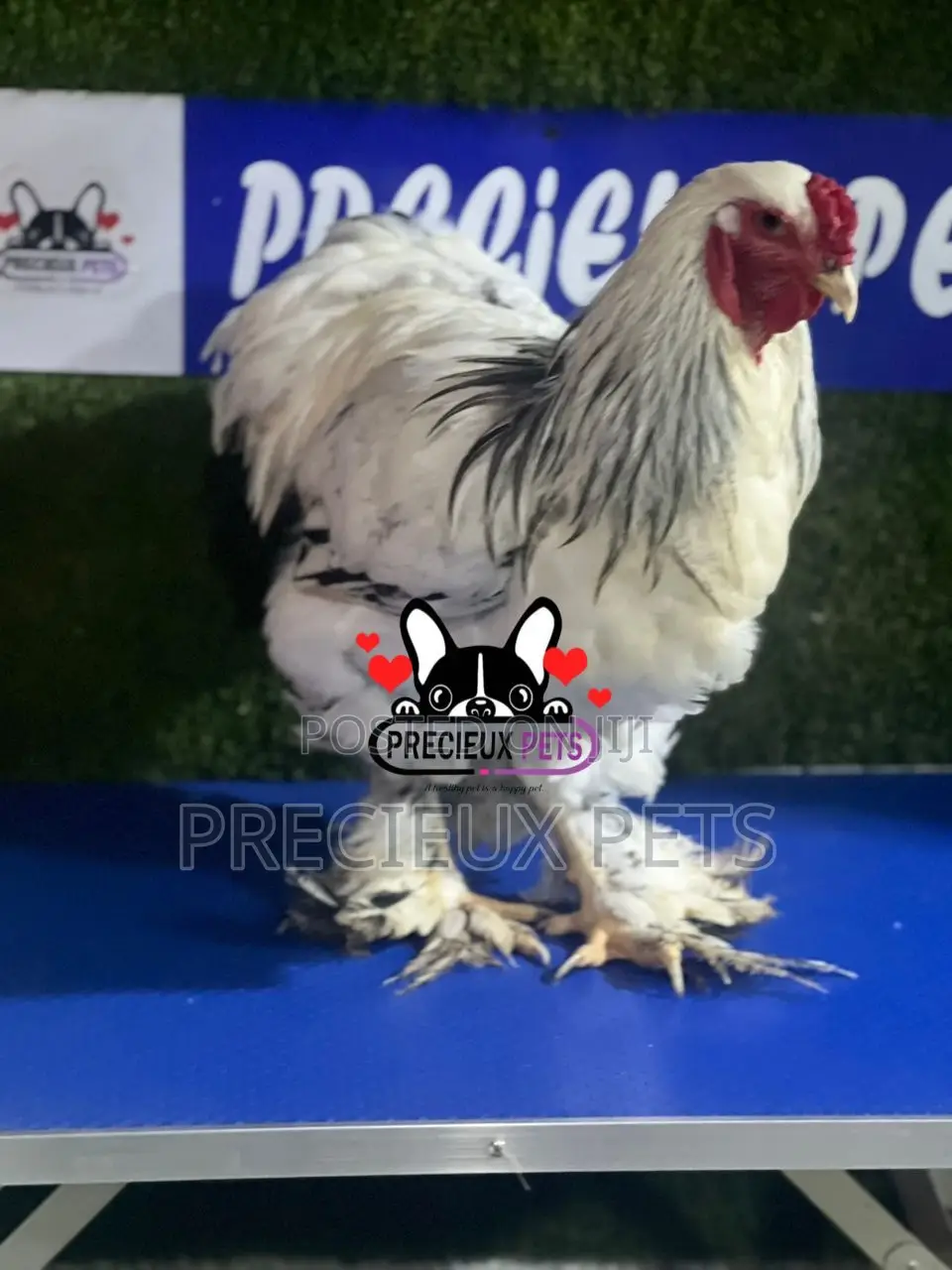 Male Brahma Chicken