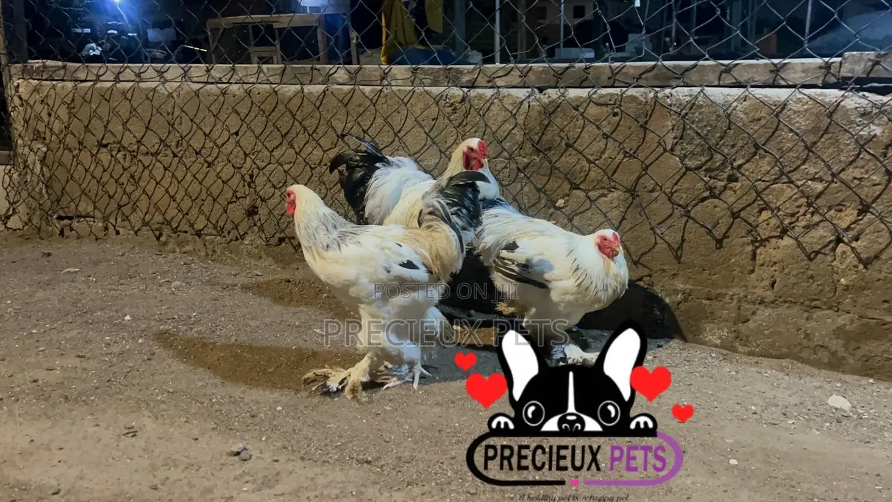 Male Brahmas Chicken Tag -0003