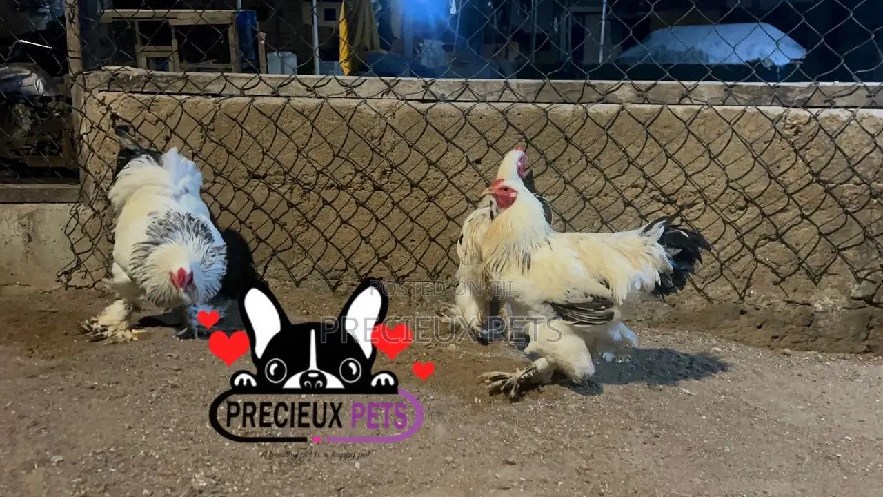 Male Brahmas Chicken Tag -0003