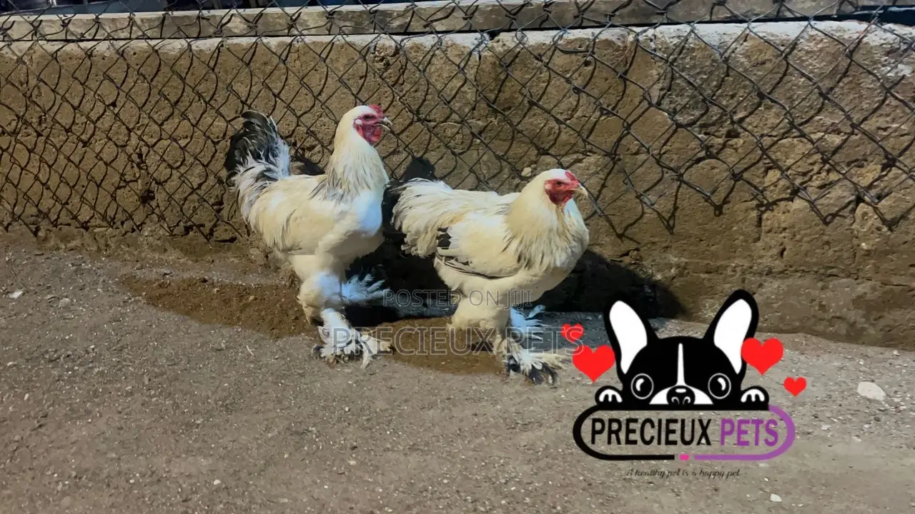 Male Brahmas Chicken Tag -0003