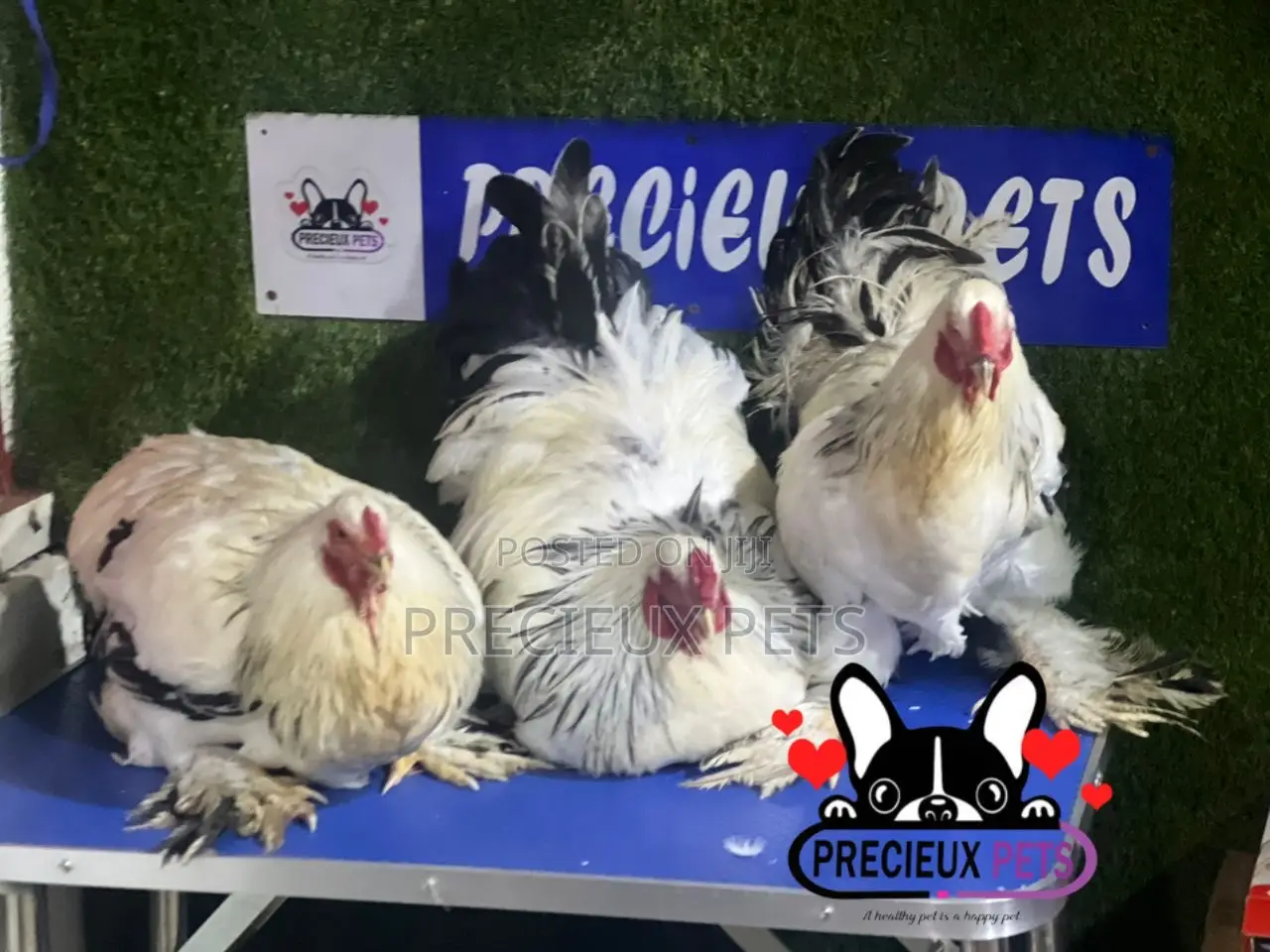 Male Brahmas Chicken Tag 0004