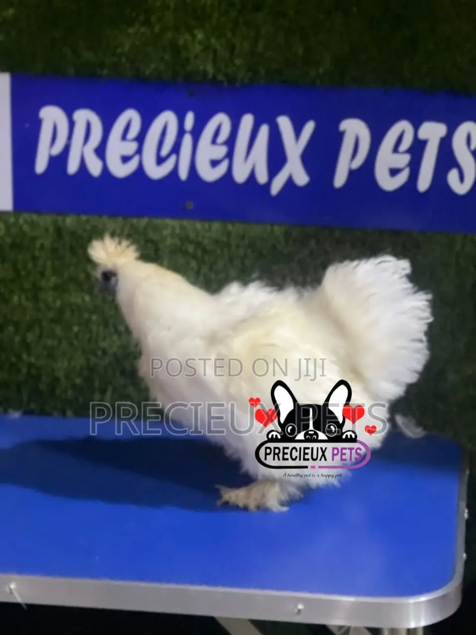Female Silkie Bantam Chicken
