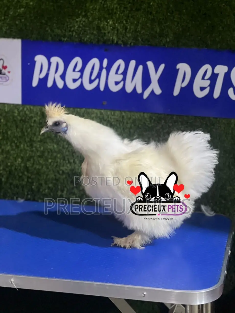 Female Silkie Bantam Chicken
