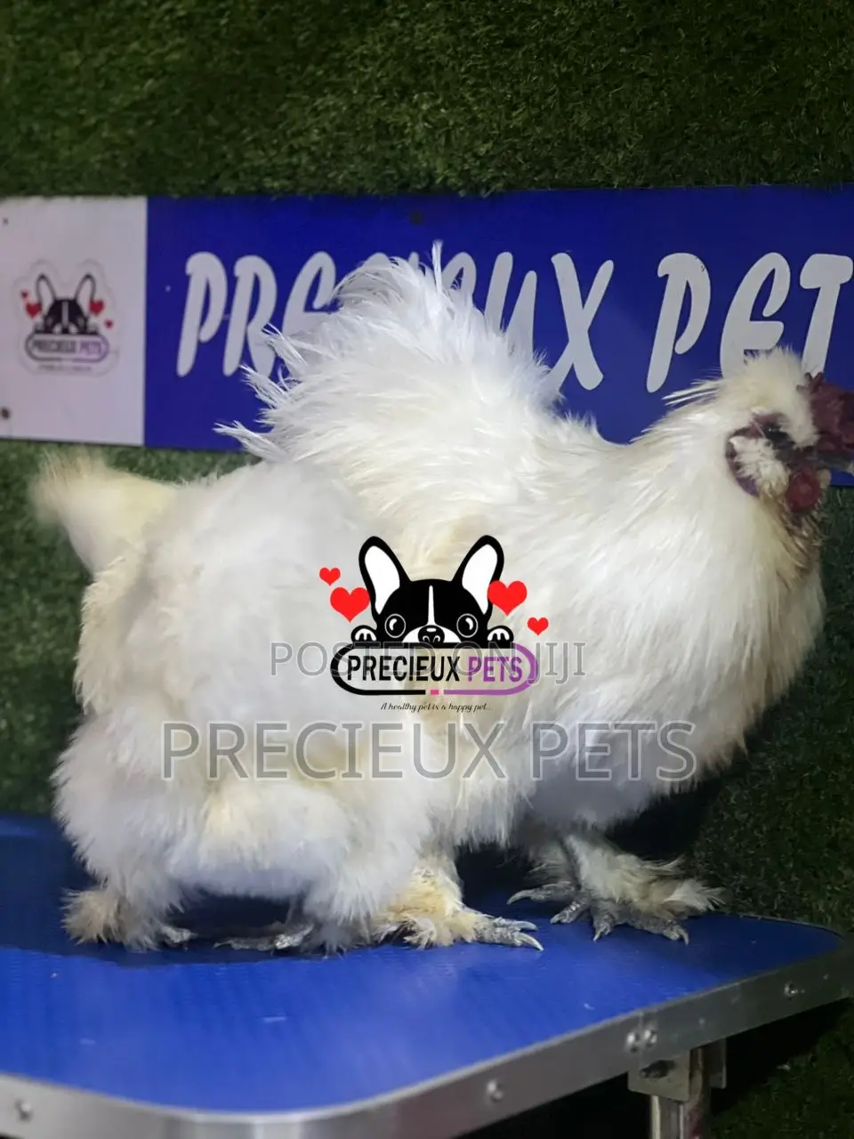 1 Pair of Silkie Bantam Chicken