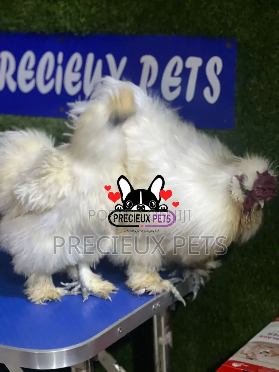 1 Pair of Silkie Bantam Chicken