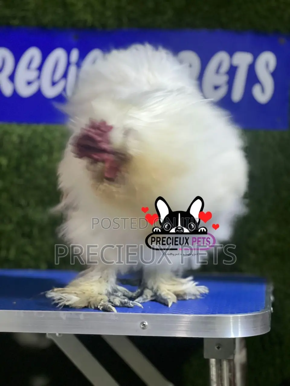 Male Silkie Bantam Chicken