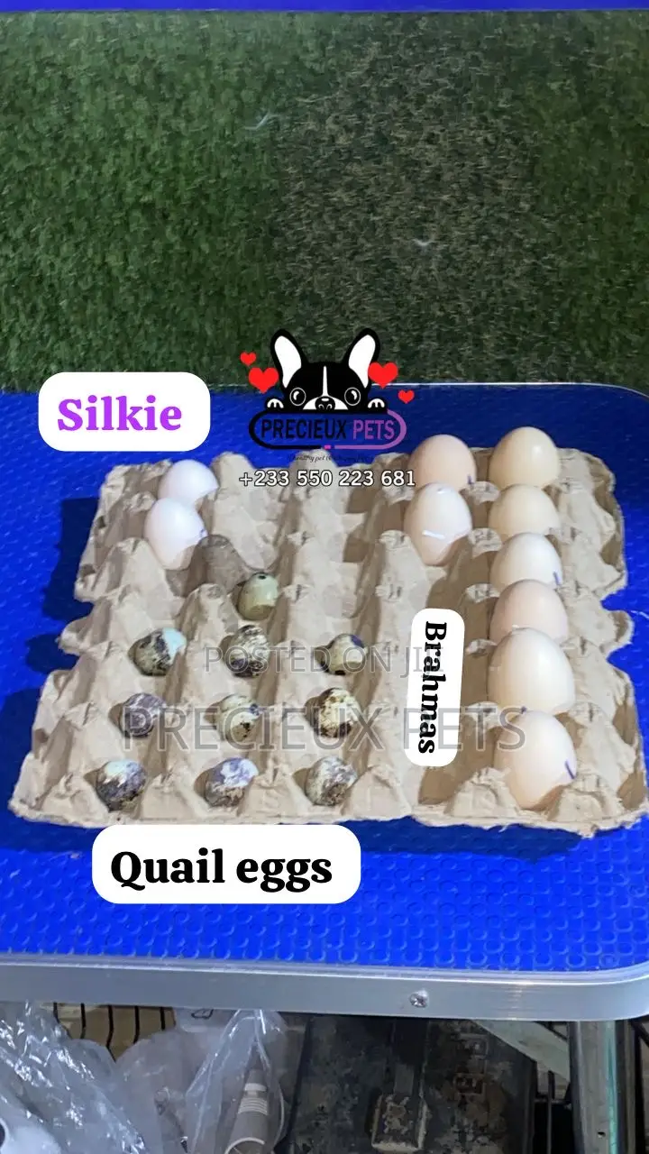 Fertilized Eggs (Silkie Bantam-Quails Birds-Brahms Chicken)