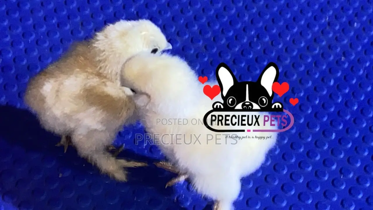 1-7 Days Old Silkie Bantam Chicken