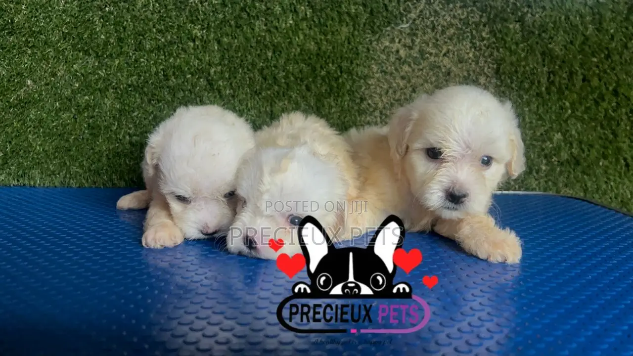 1-3 months Male Purebred Maltese