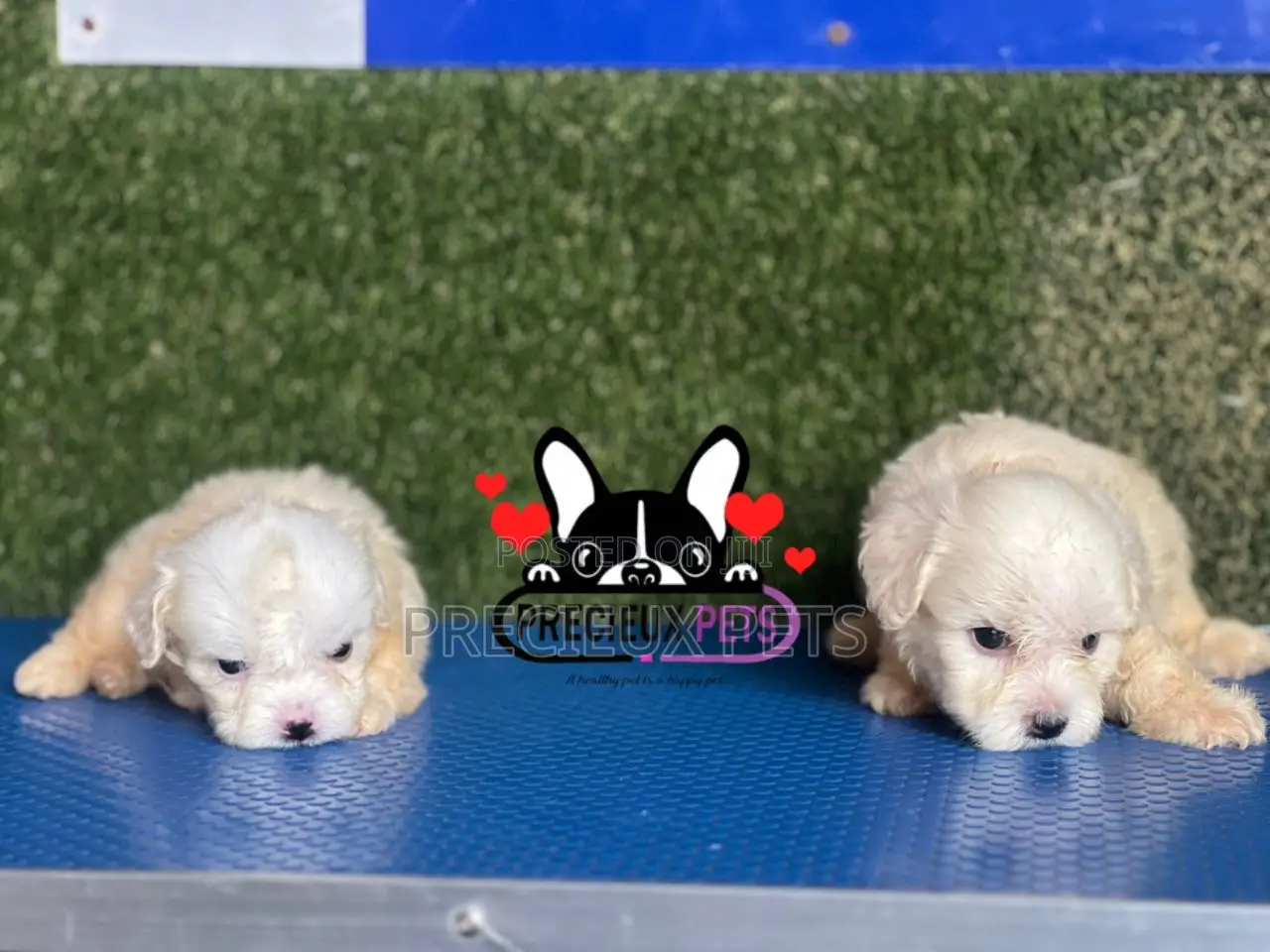 1-3 months Male Purebred Maltese