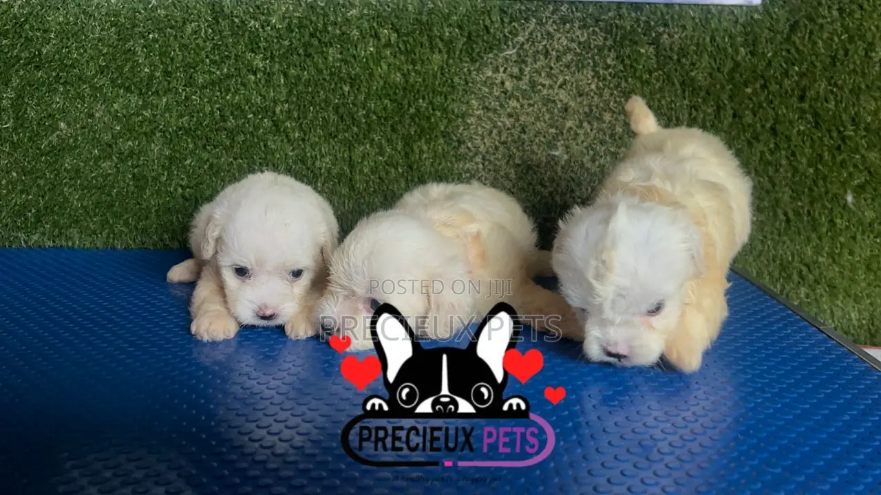 1-3 months Male Purebred Maltese