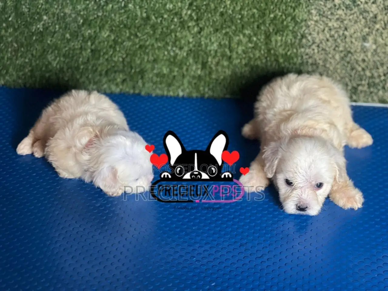 1-3 months Male Purebred Maltese