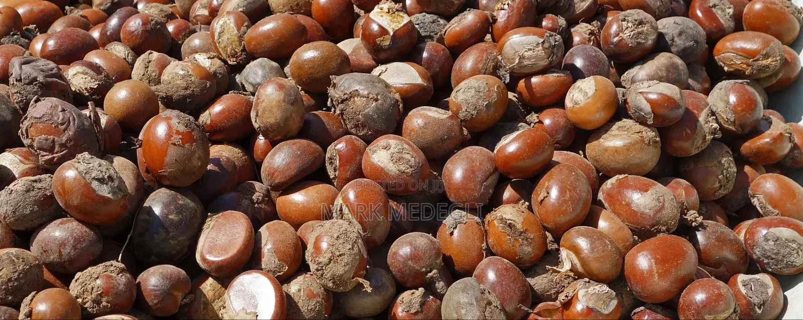 Raw Shea Nuts Available in Ghana