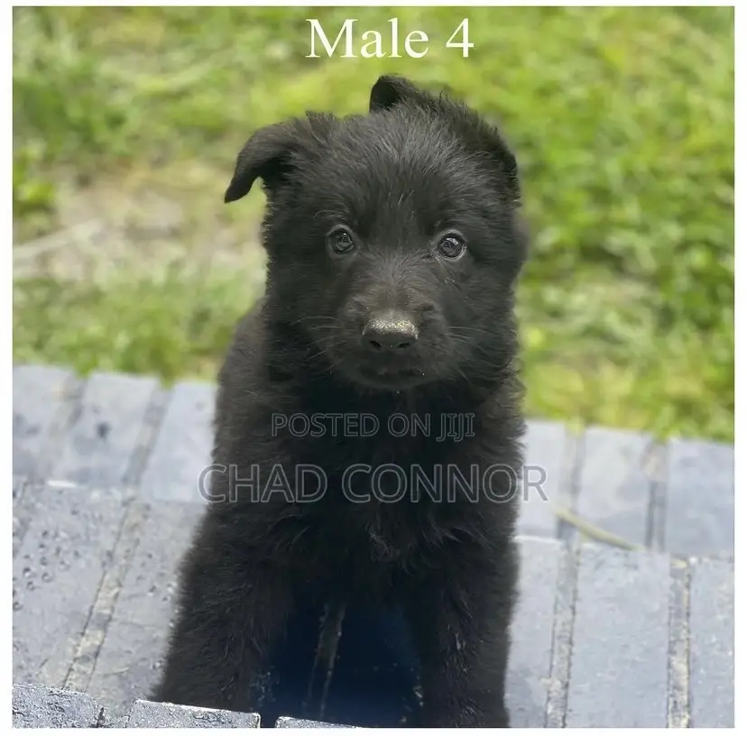 1-3 months Male Purebred German Shepherd
