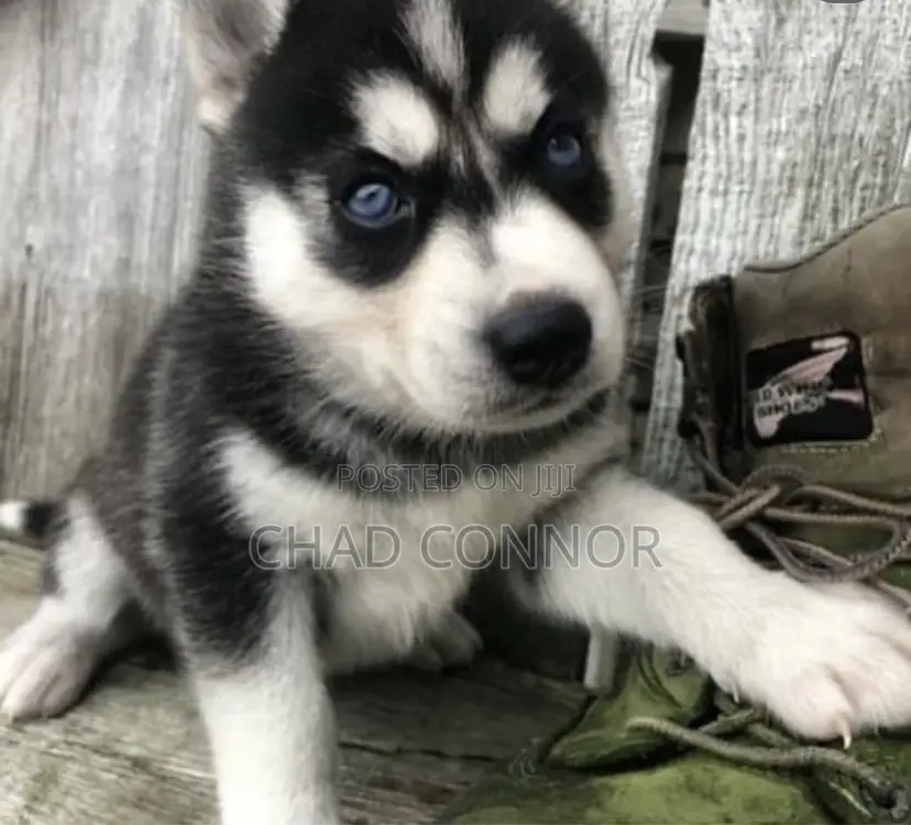 1-3 months Male Purebred Siberian Husky