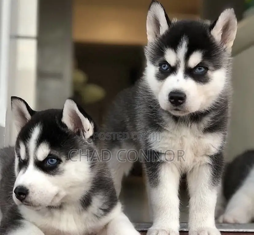 1-3 months Male Purebred Siberian Husky