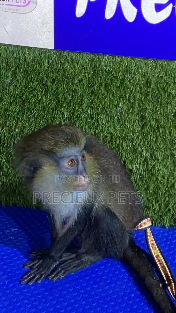 Baby Mona Pet