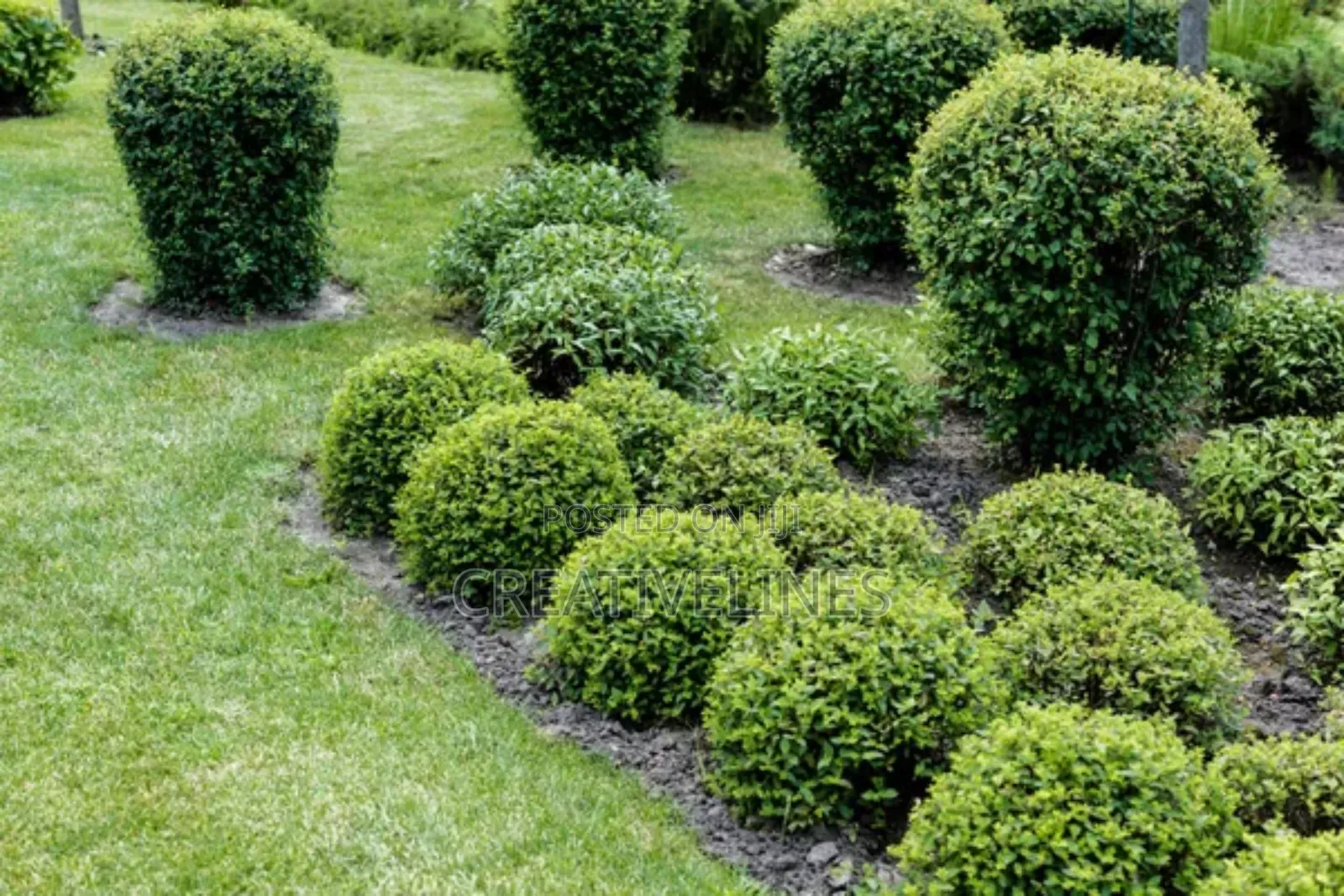 Creative Landscaping