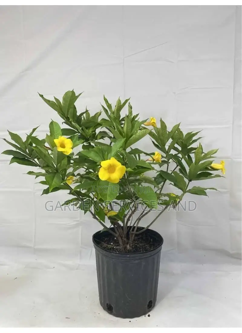 Allamanda for Sale