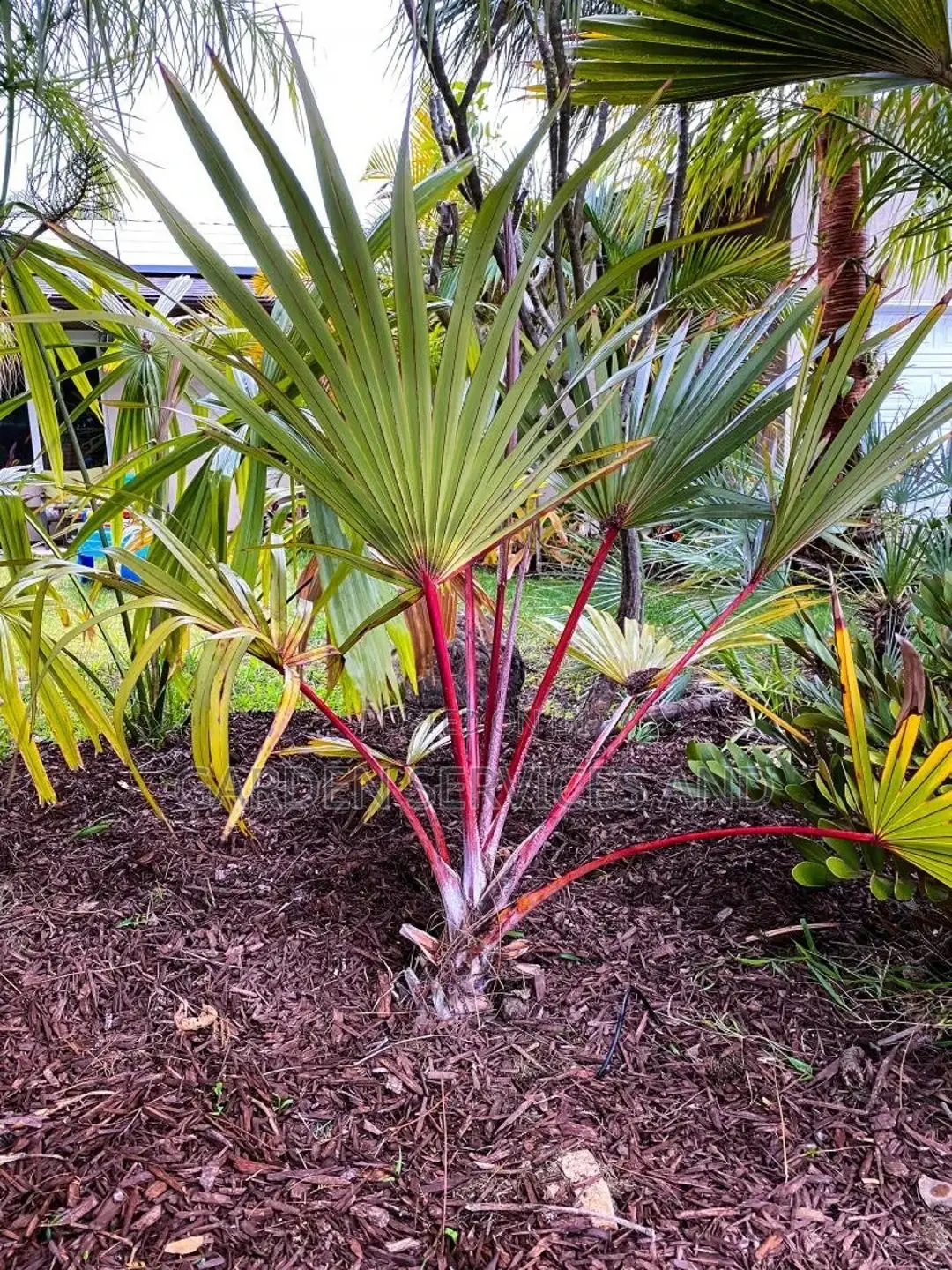 Lantana Palm for Sale