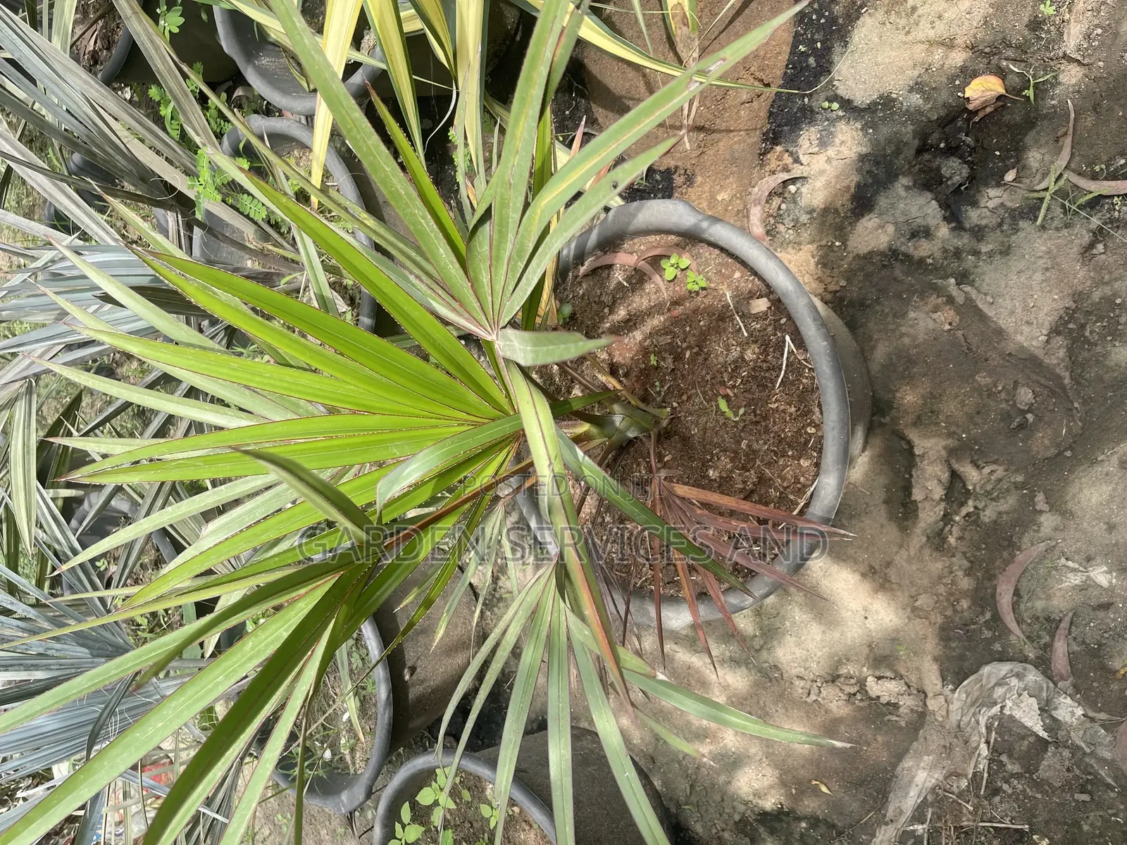 Lantana Palm for Sale