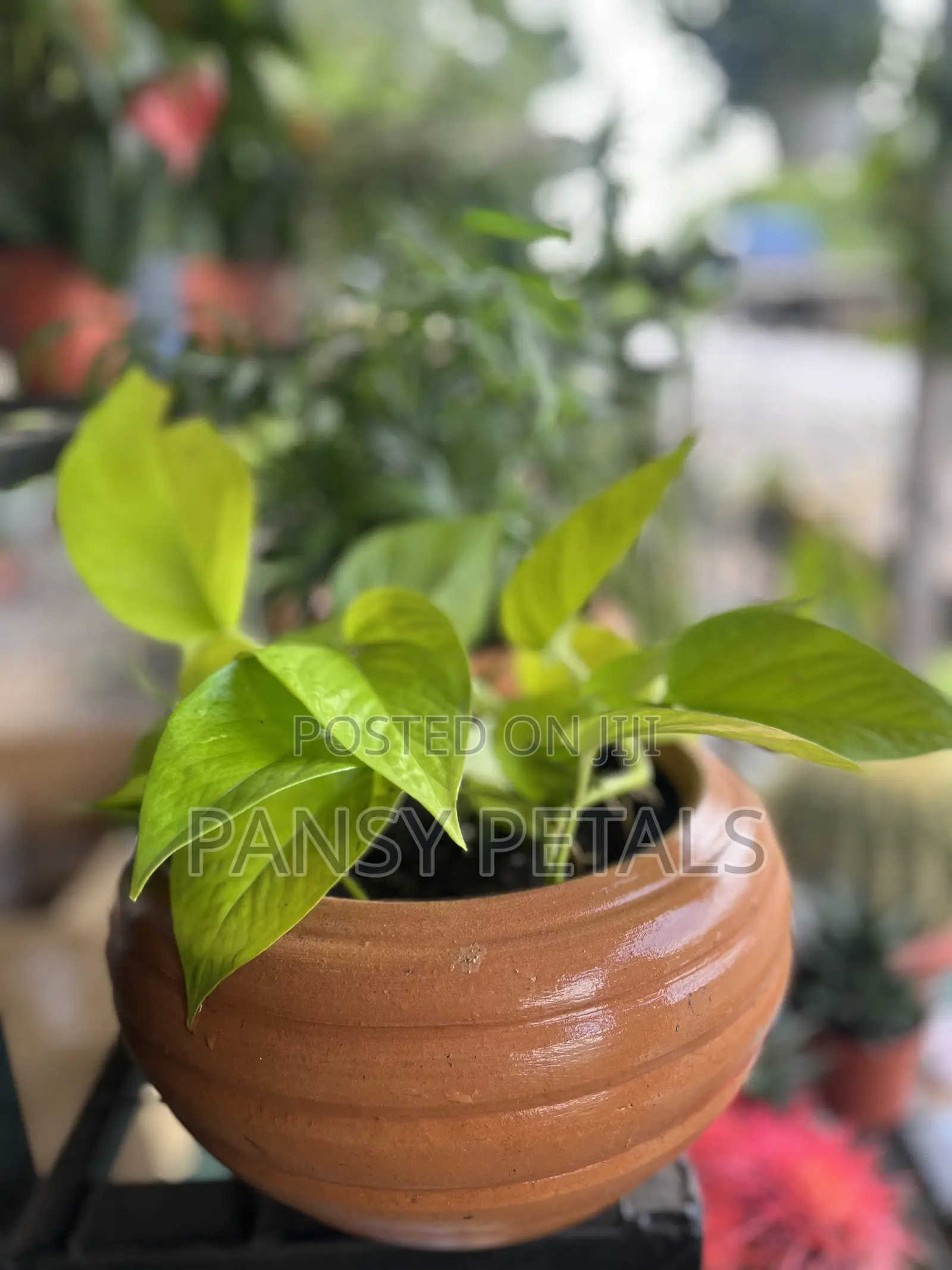 Pot and Plant for Sale