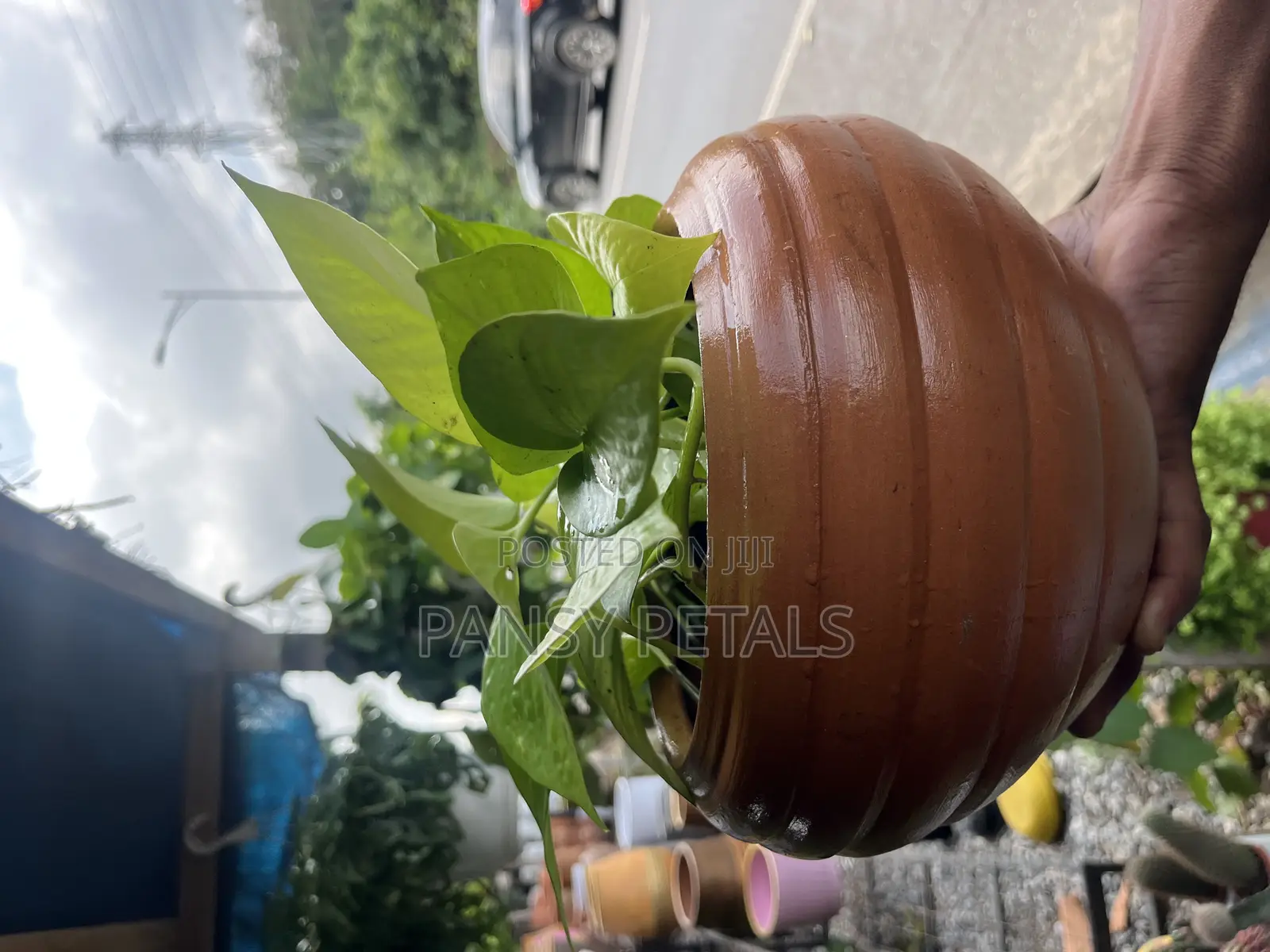 Pot and Plant for Sale