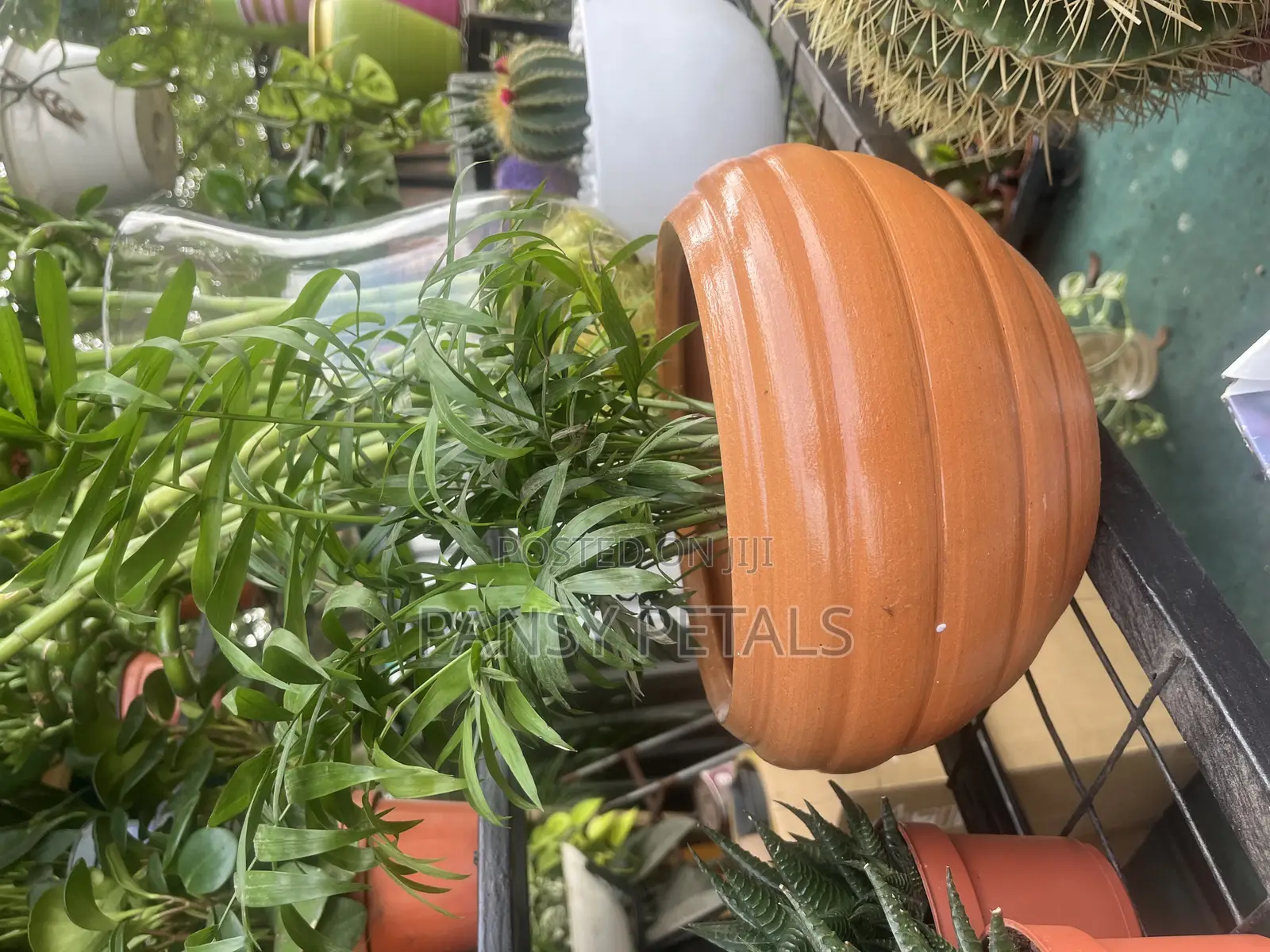 Pot and Plant for Sale