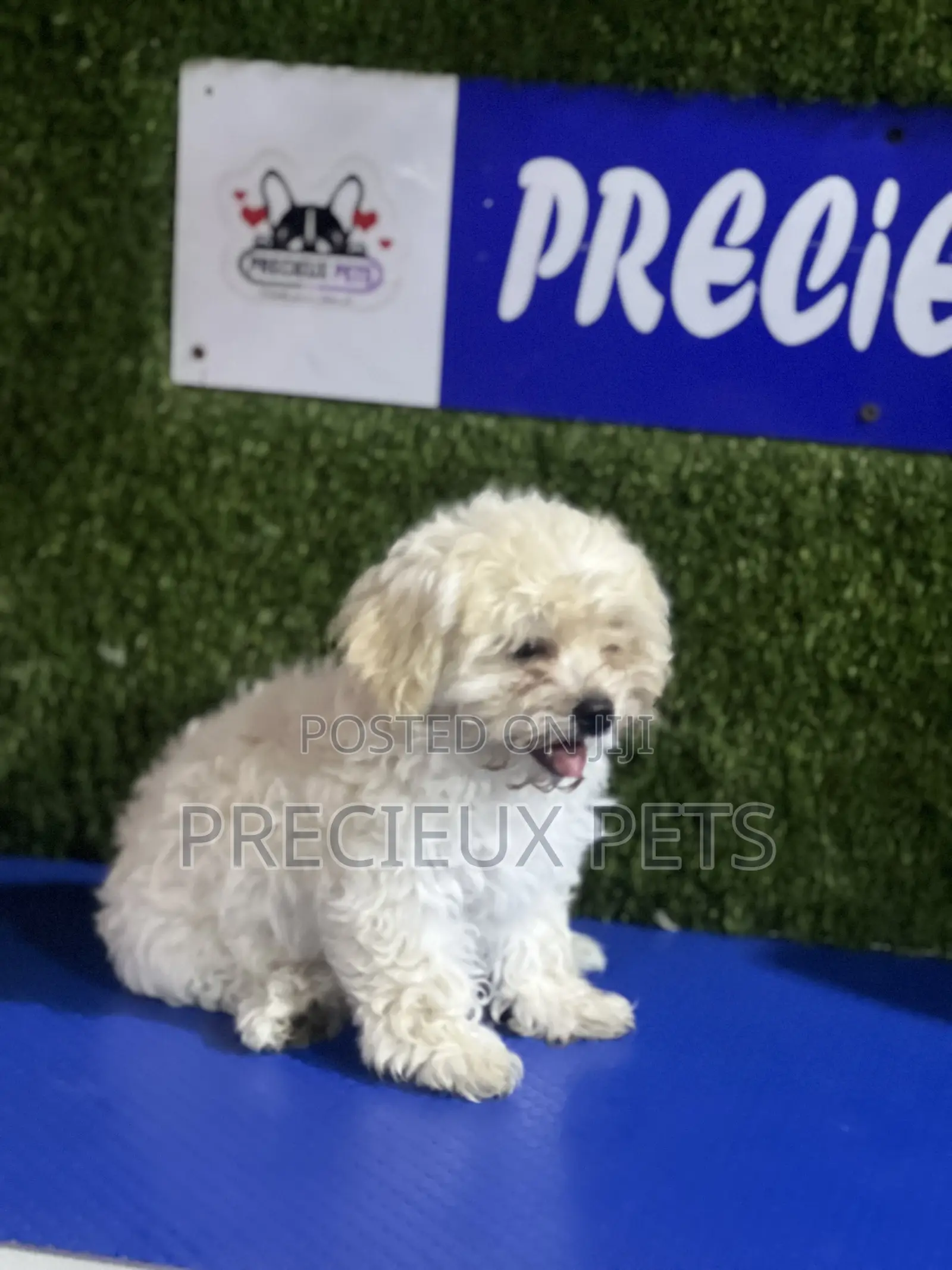 1-3 months Female Purebred Poodle