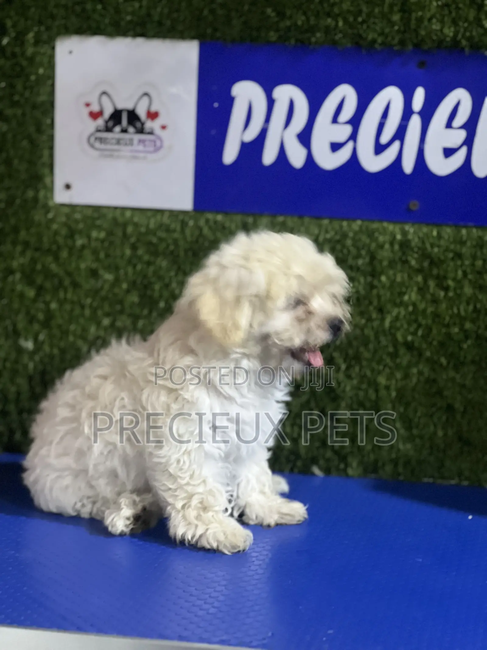 1-3 months Female Purebred Poodle