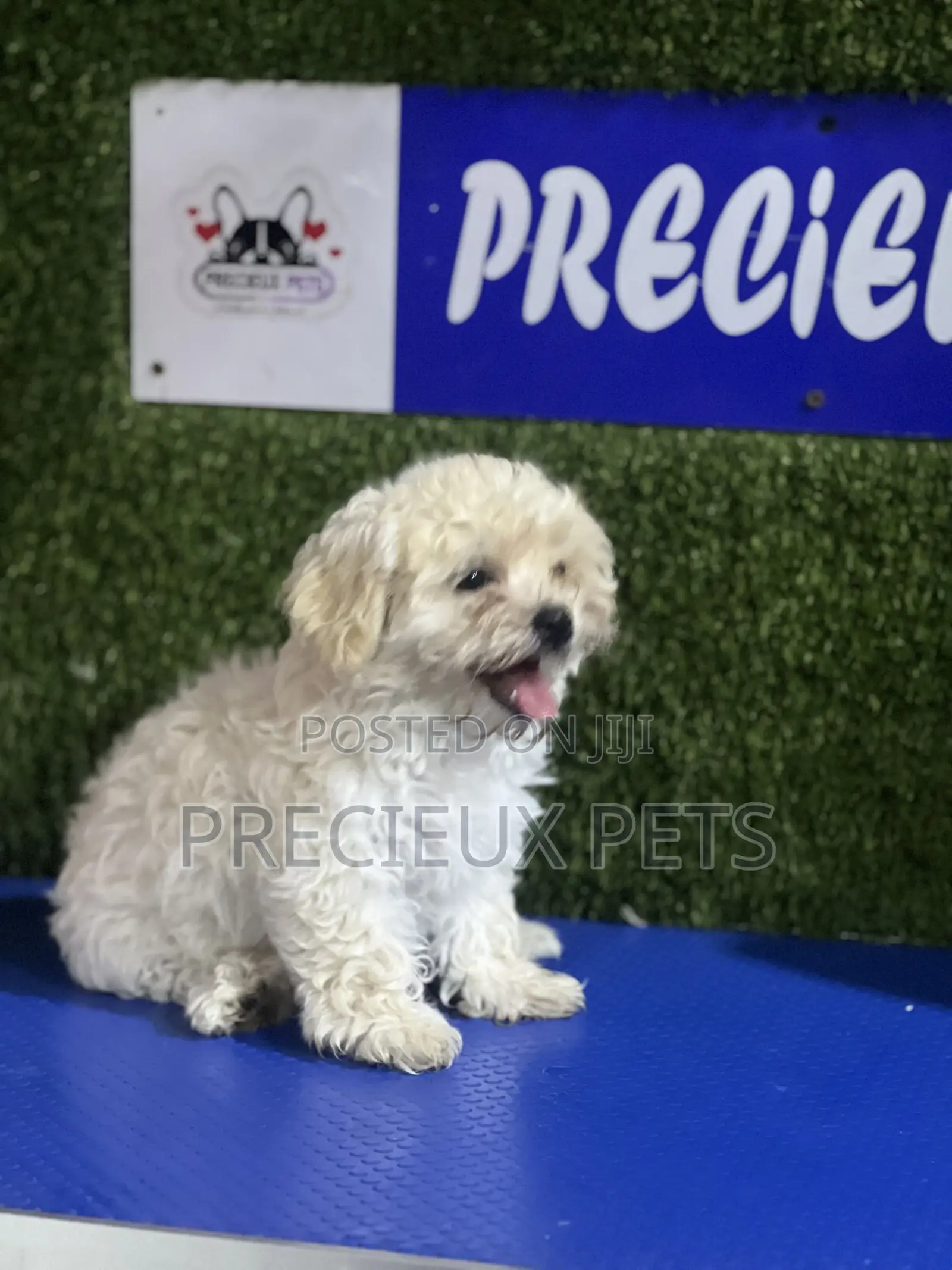 1-3 months Female Purebred Poodle