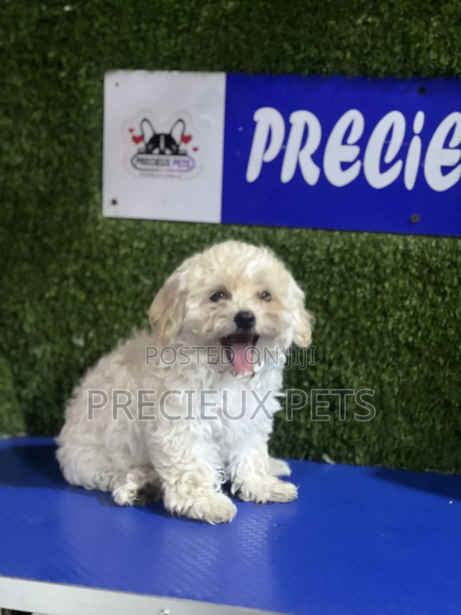 1-3 months Female Purebred Poodle