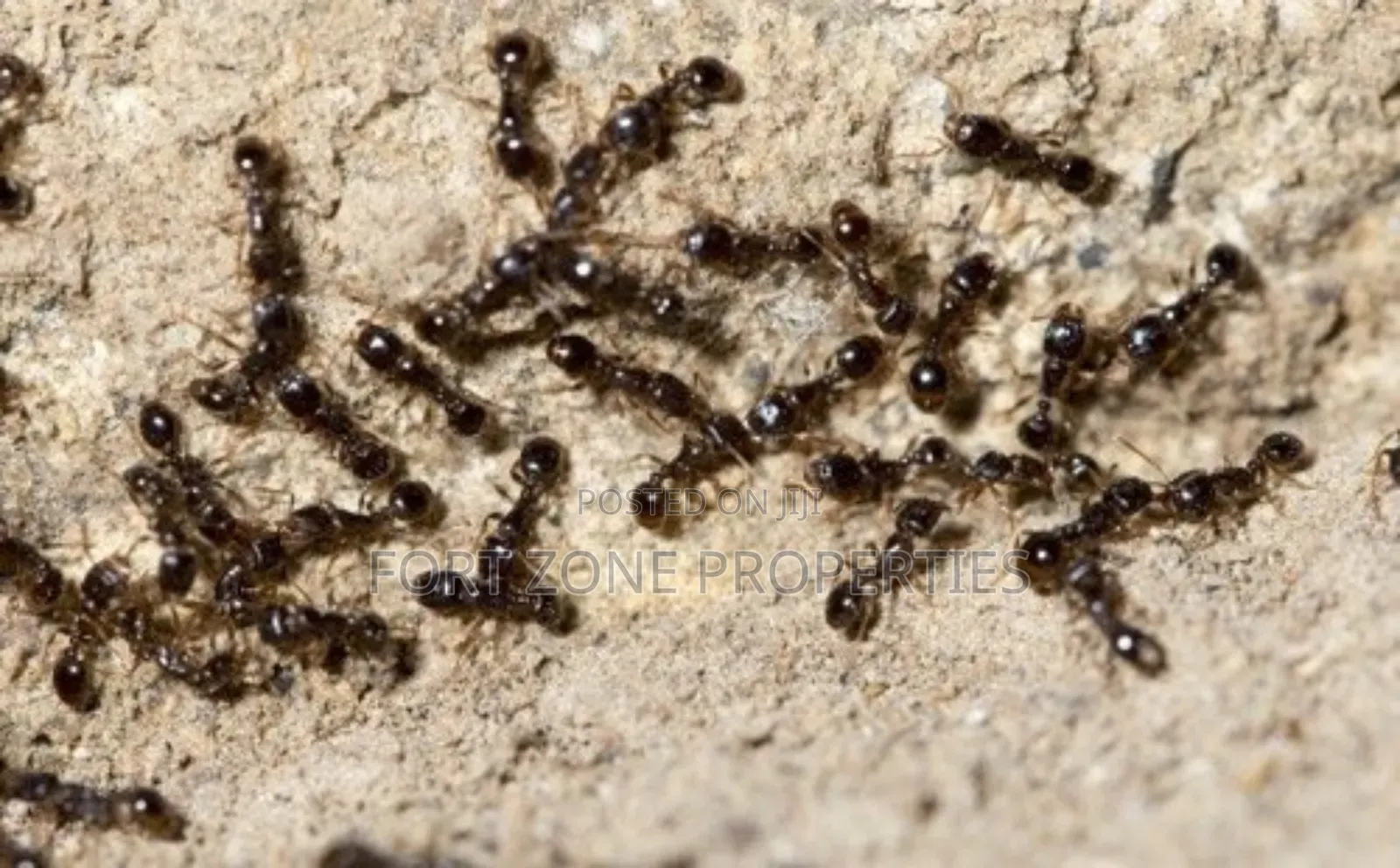 Termite ,Coackrohes and Antes Fumigation Now!