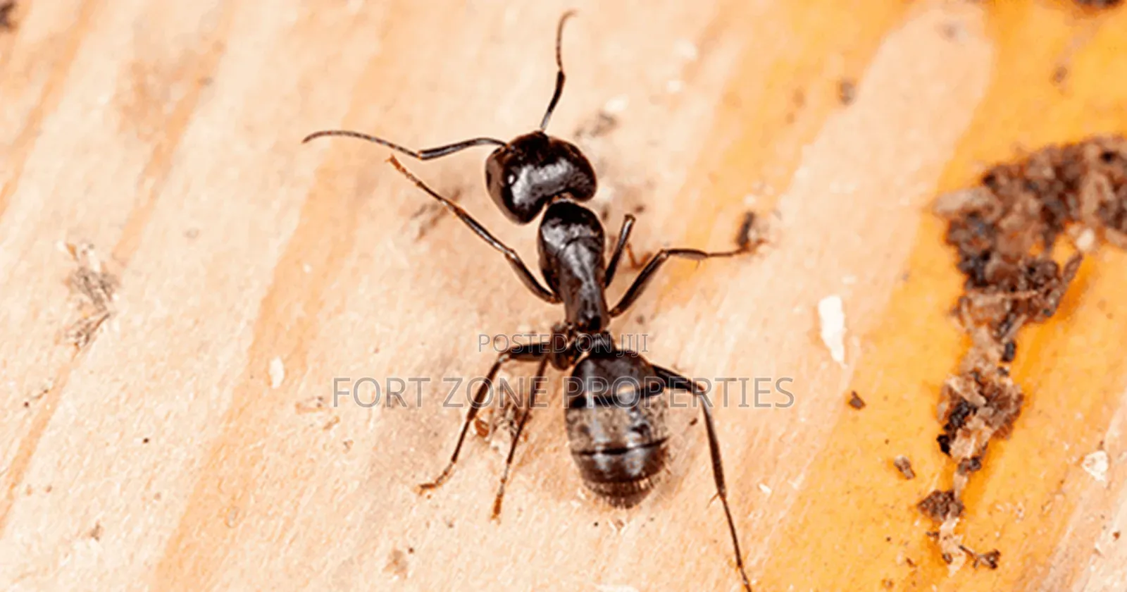 Insects Away From Your Home Now!