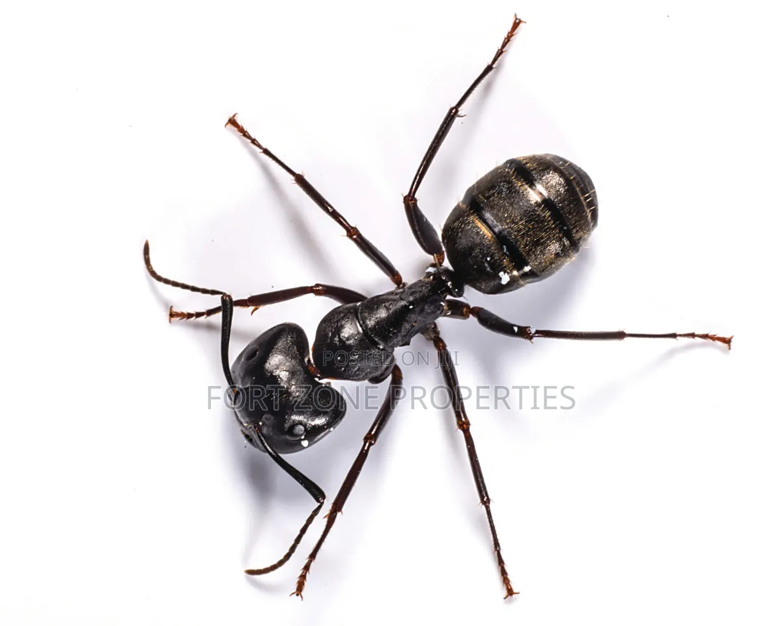 Insects Away From Your Home Now!