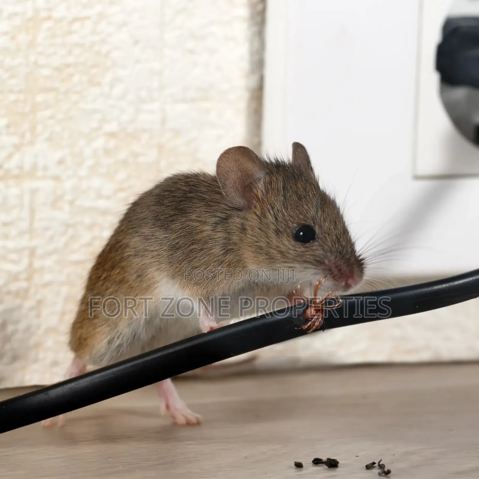Rodents and Reptiles Fumigation
