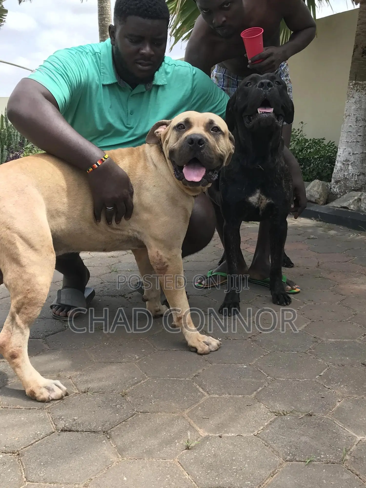 1+ year Male Purebred Boerboel