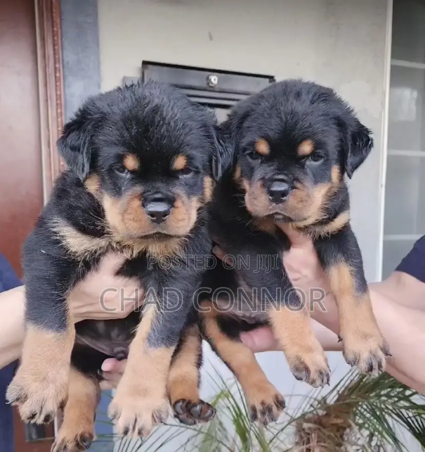1-3 months Female Purebred Rottweiler