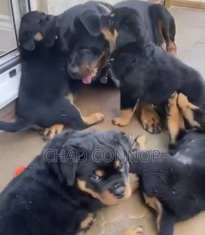 1-3 months Female Purebred Rottweiler