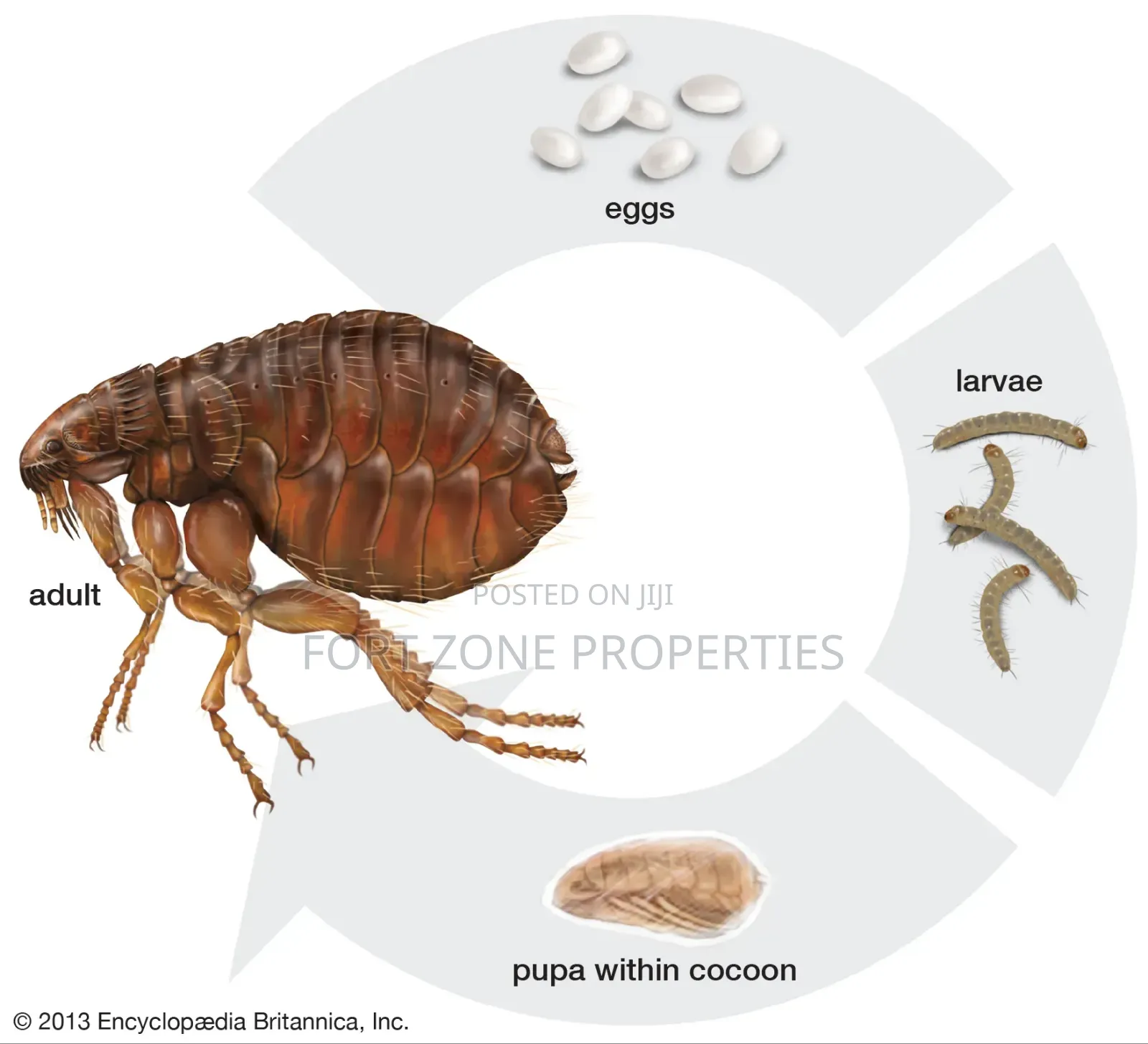 Pest Control Technician