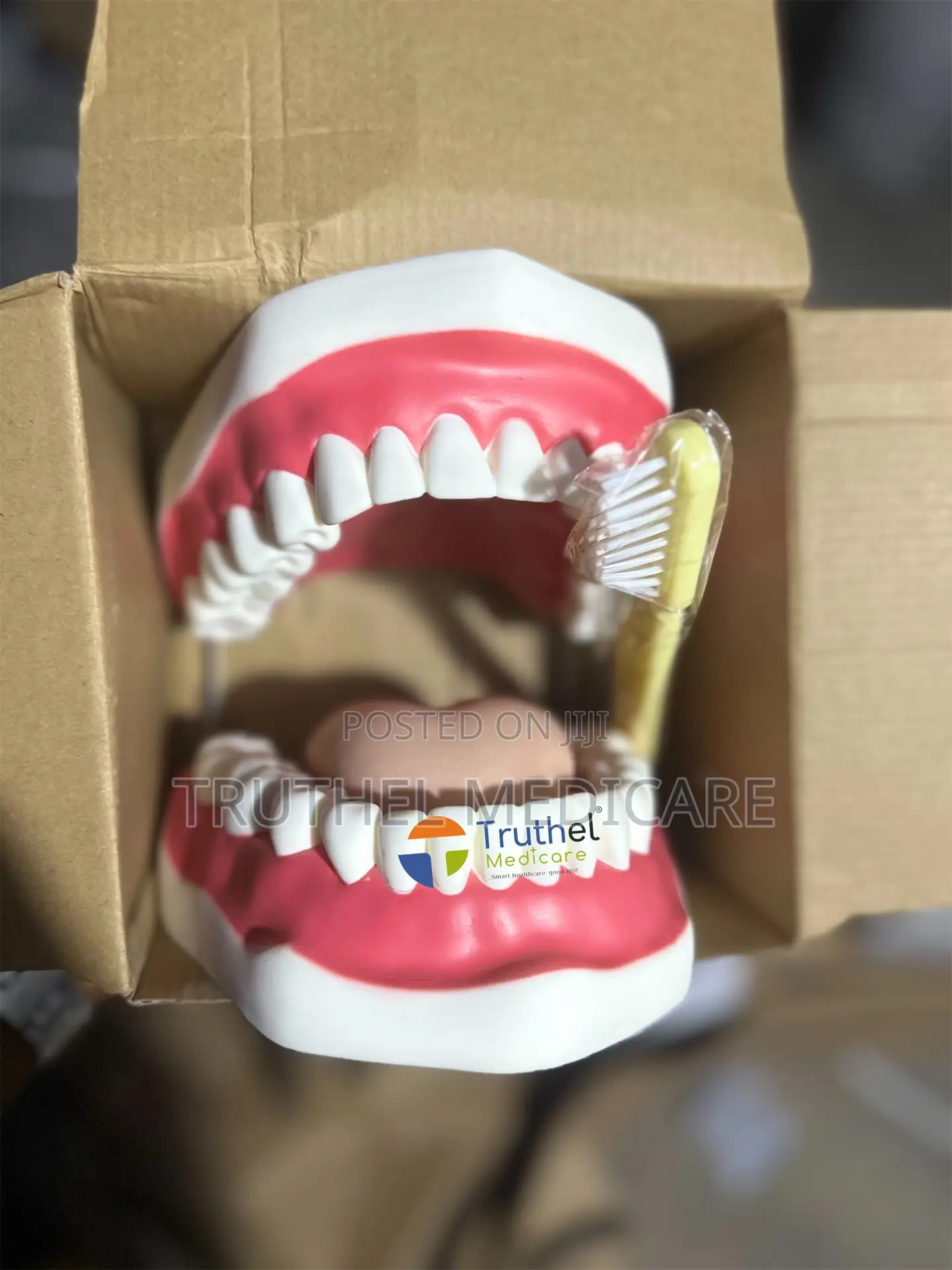 Teeth Model (Big Advanced)